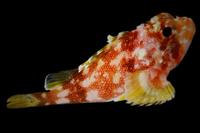 picture of Yellow Spotted Scorpionfish Sml                                                                      Sebastapistes cyanostigma